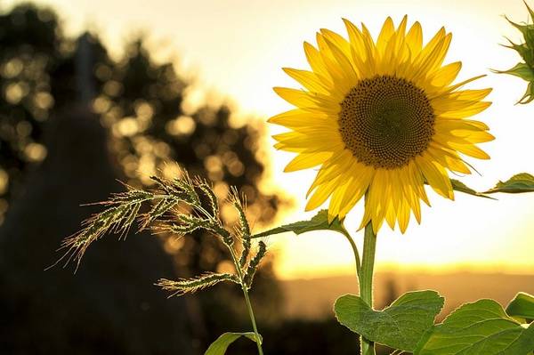 Quelle: Pixabay