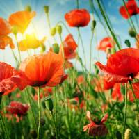 Quelle: Fotolia